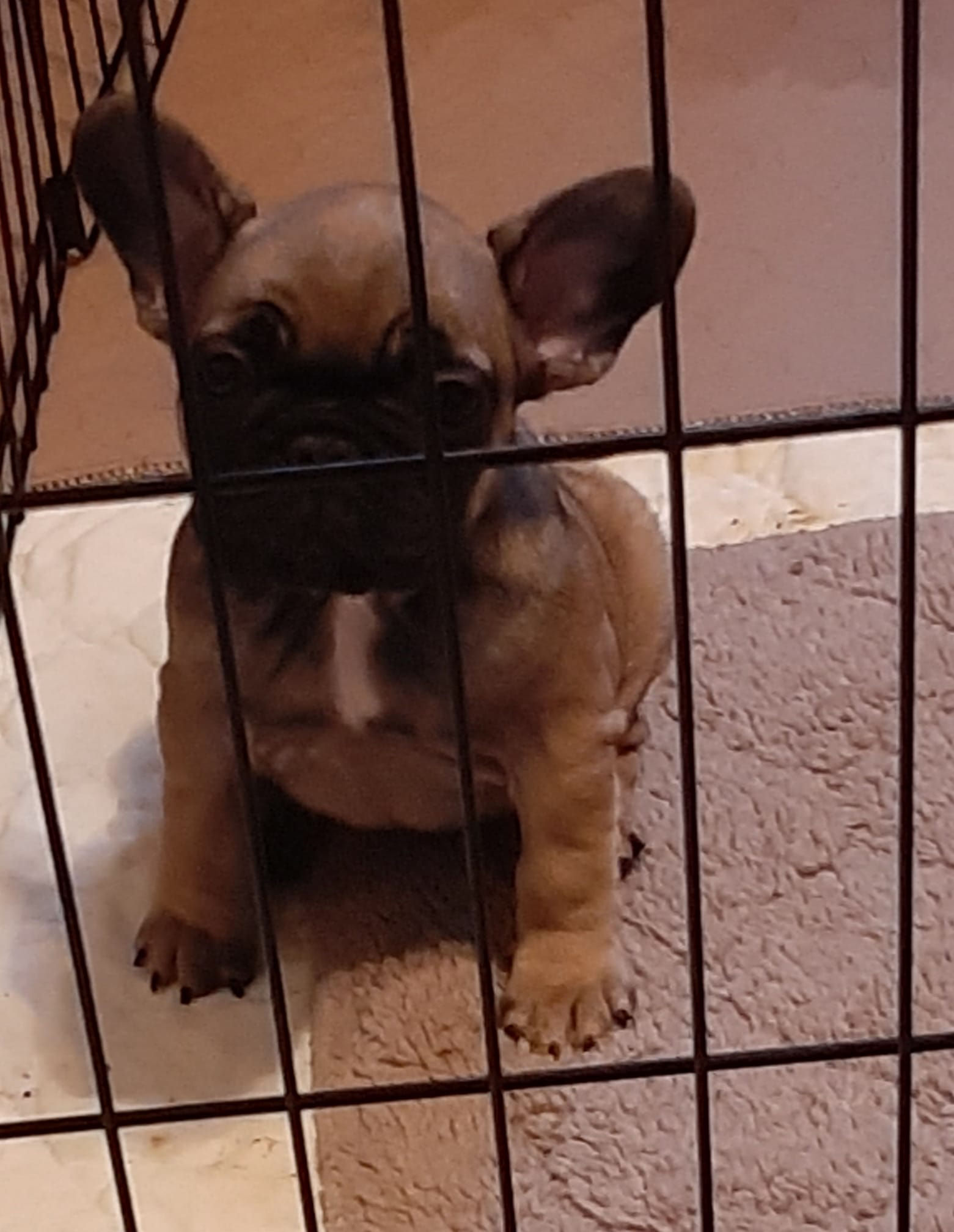 57 Top Photos Hoobly French Bulldog Mn French Bulldog Puppies Sale