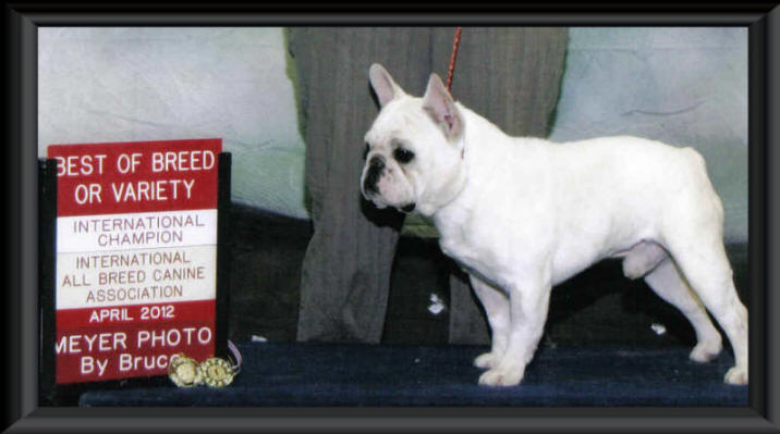 Kennel Club of Freeborn County - Home